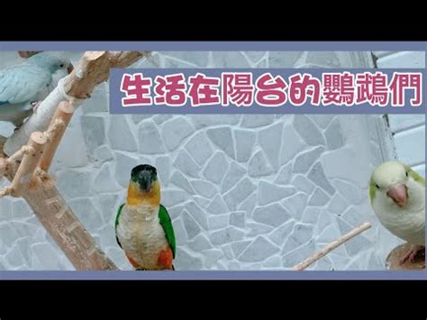 陽台養鳥風水|【家裡養鳥好嗎】家裡養鳥好嗎？千萬別犯這些風水禁忌，小心招。